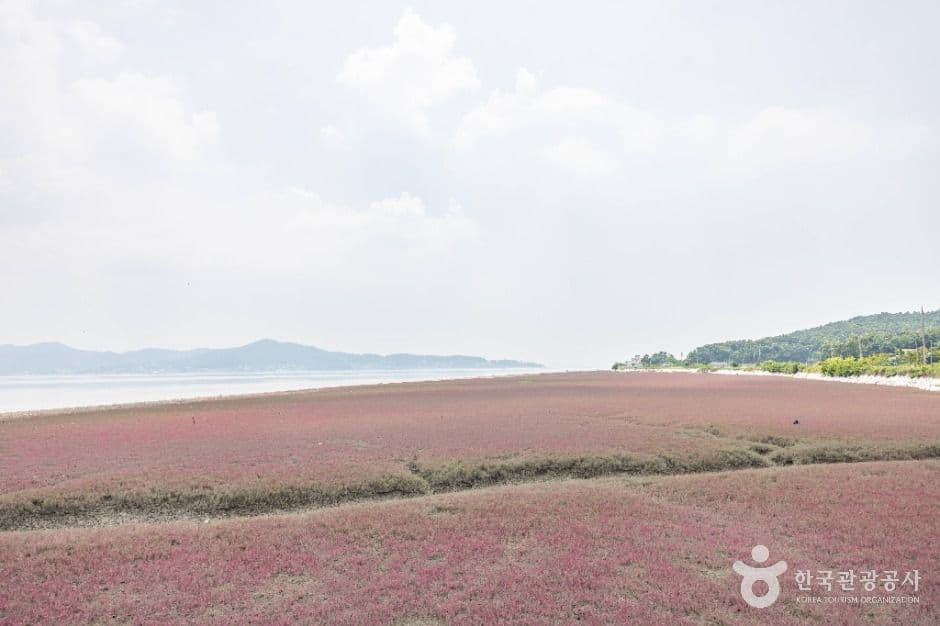 석모도 칠면초 군락지 추가 이미지 2