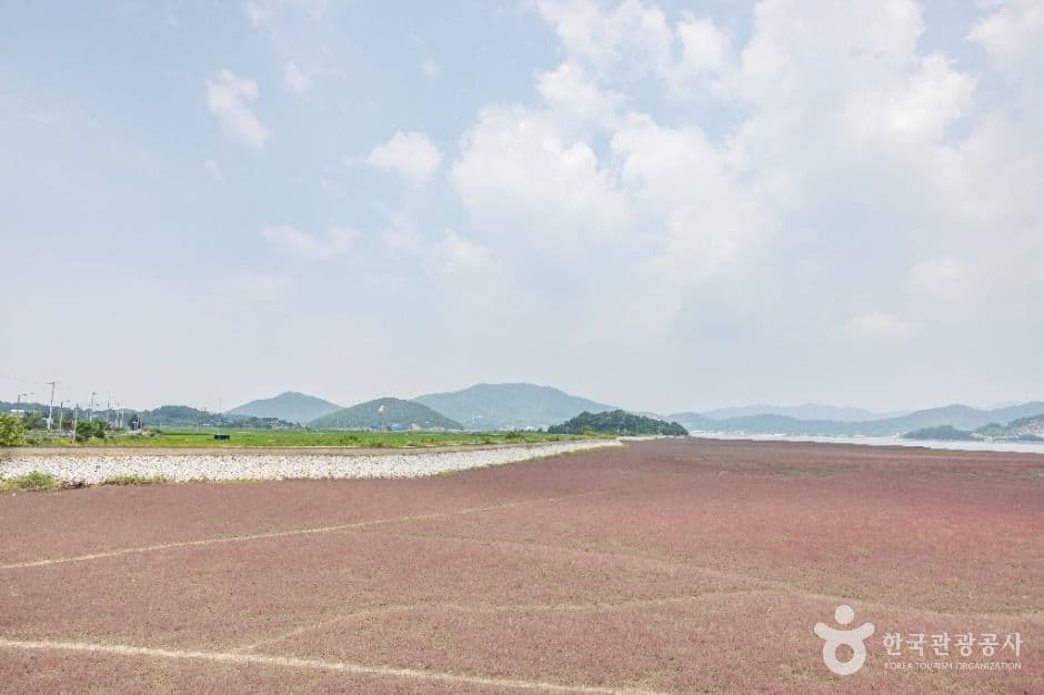 석모도 칠면초 군락지 추가 이미지 4