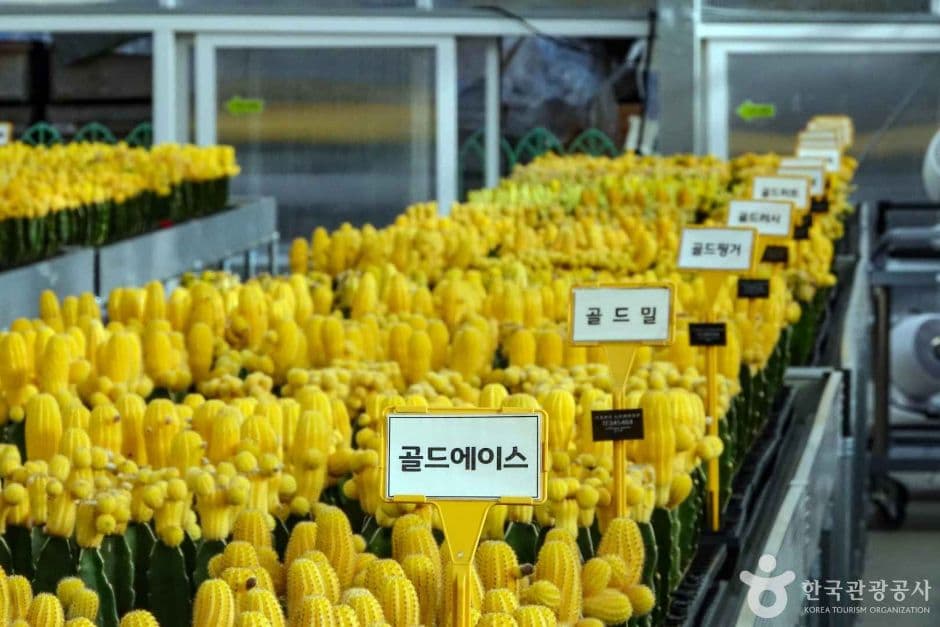 선인장다육식물연구소 추가 이미지 4